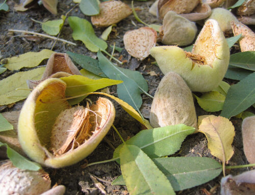 Almonds lead in product innovation again