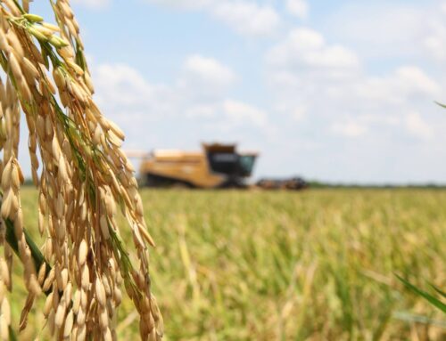 Rice farmers earning premiums for carbon-neutral practices