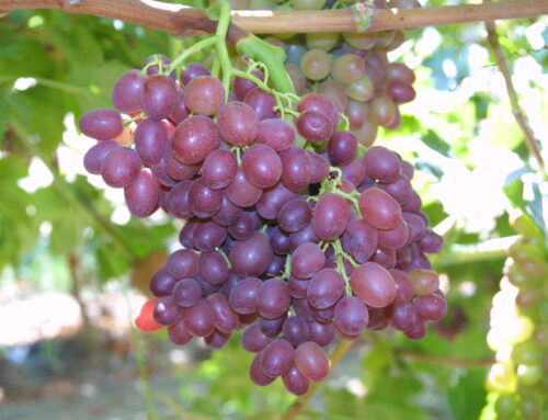 Table grapes now a ‘staple item’ for consumers