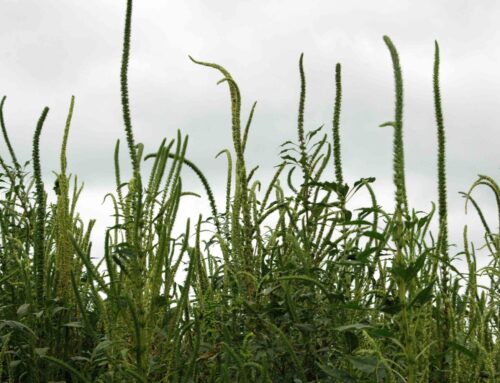 Why 2022 was such a hard year for Palmer amaranth control