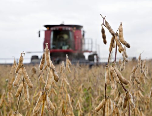 Heat and Dryness Take Toll on Nebraska Crops: Yields Expected Down From 2021