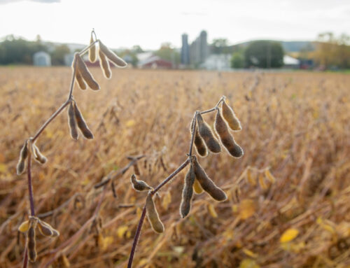 Key ingredients for producing a big soybean crop