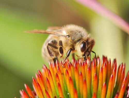 Indiana team IDs microbe that can help halt honey bee decline