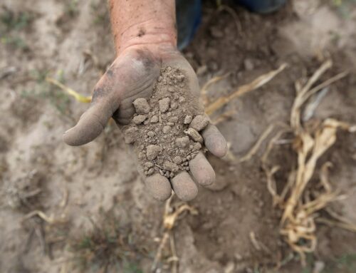 Proper nutrition helps crop get through dry times