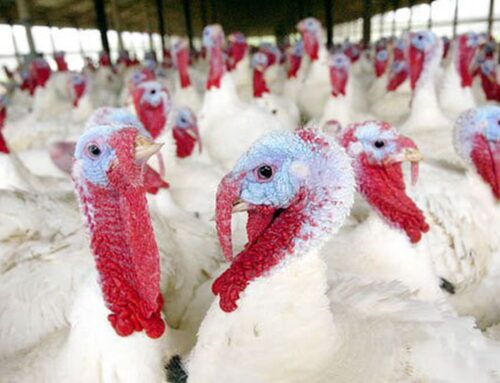 Two states report new avian influenza cases