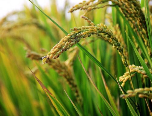 Less fertilizer needed for cereal crops