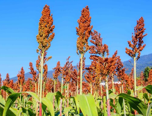 Sorghum Producers to Lead $65 Million USDA Partnerships