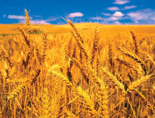 Record-breaking yield winner announced in National Wheat Yield Contest